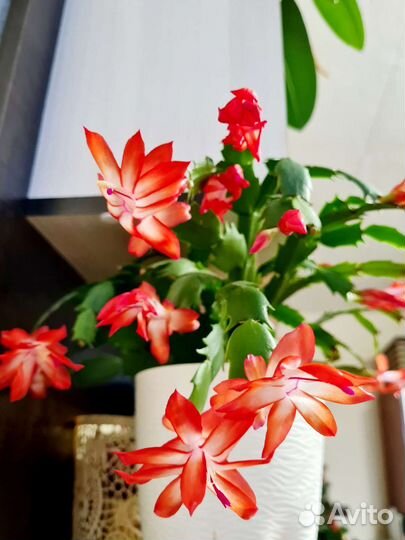 Декабрист (шлюмбергера) бело-оранжевый