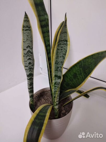 Сансевиерия