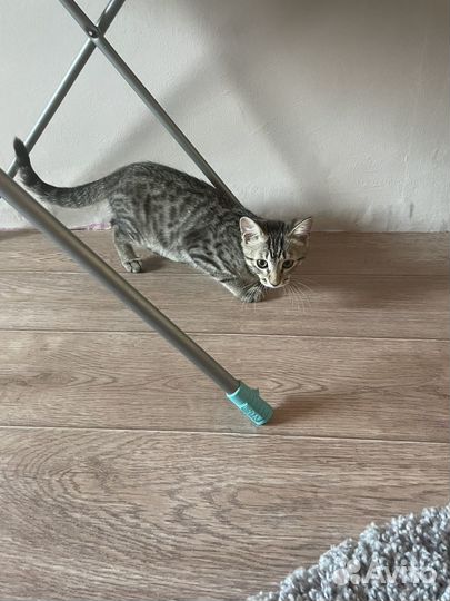 Отдам котенка