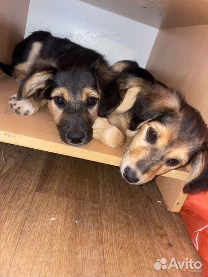 Щенки девочки ищут дом