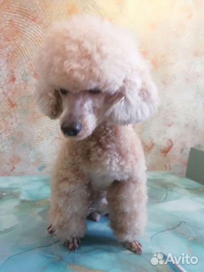 Стрижка собак и кошек груминг