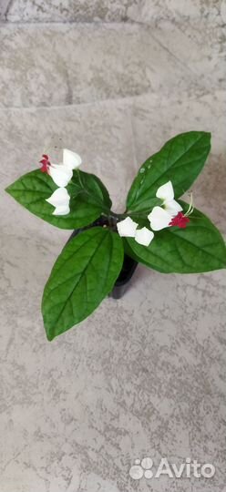 Клеродендрум