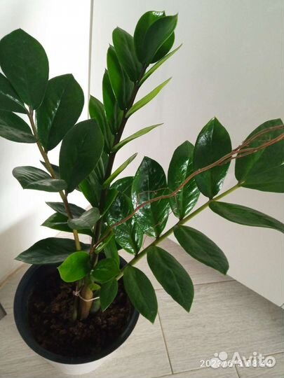 Замиокулькас