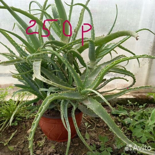 Алое древовидное