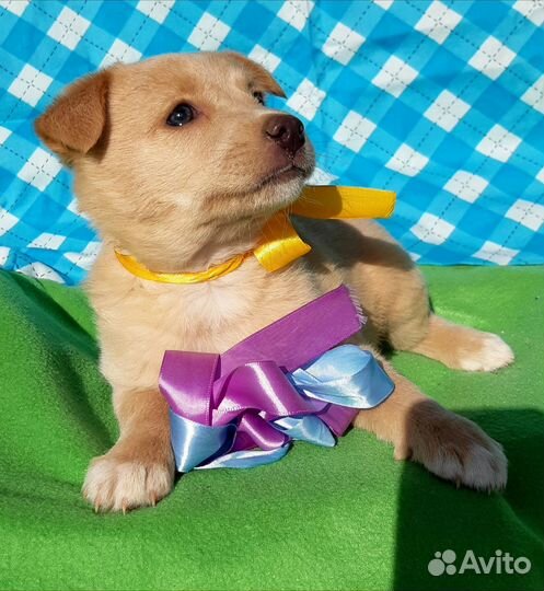 Маленький щенок