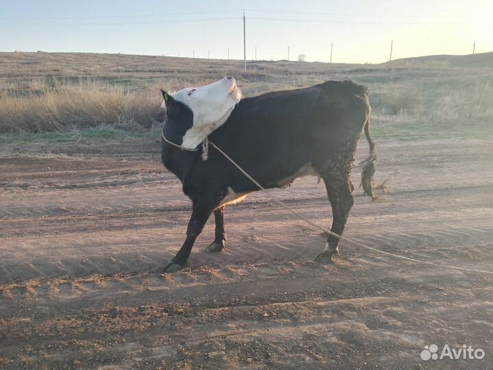 Продам корову с подсосным бычком 1.5 месячным