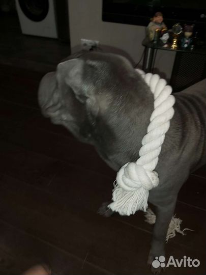 Шарпей вязка