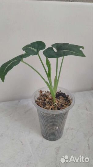 Сингониум вендланда