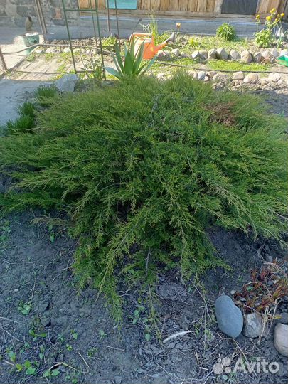 Саженцы можжевельника