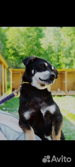 Собака в добрые руки