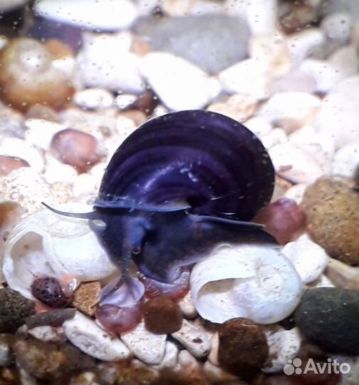 Ампулярии черничные