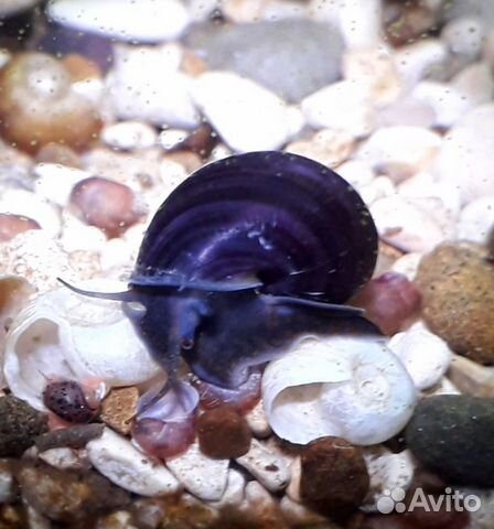 Ампулярии черничные