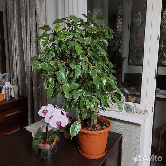 Фикус бенджамина пестролистный