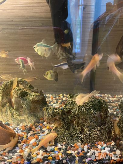 Продам готовый аквариум