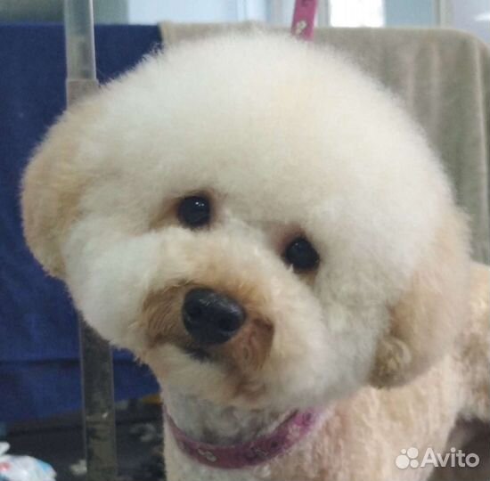 Стрижка собак, кошек, экспресслинька Юго-Западный