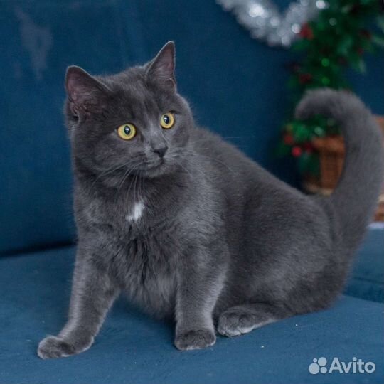 Дымок в добрые руки