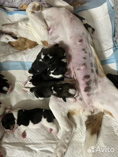 Щенки Бигль