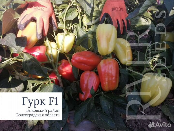 Семена перца Гурк F1