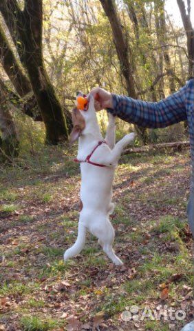 Собака для вязки