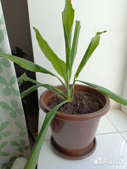 Драцена широколистная