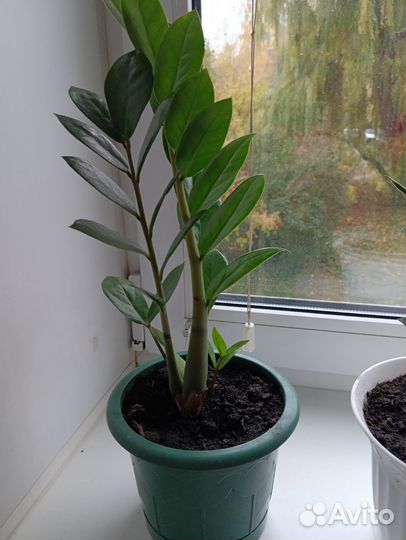 Драцена, сансевьера, долларовое дерево