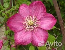 Климатис Ville de Lyon (Виль де Лион)