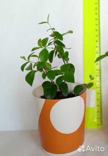 Мирт крупнолистный