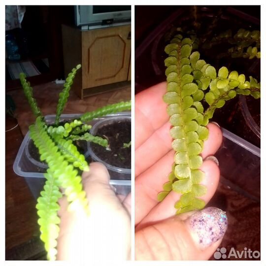 Нефролепис Кордифолия