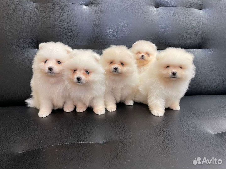 Профессиональный груминг шпицев