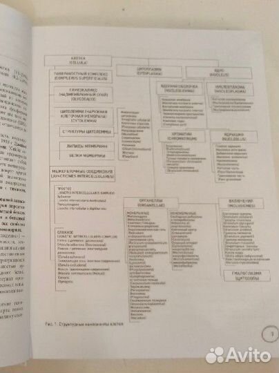 Анатомия атлас-раскраска Г. Л. Билич