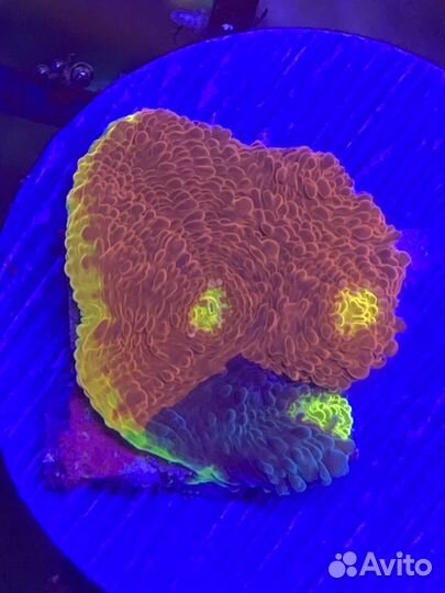 Живые кораллы для аквариума