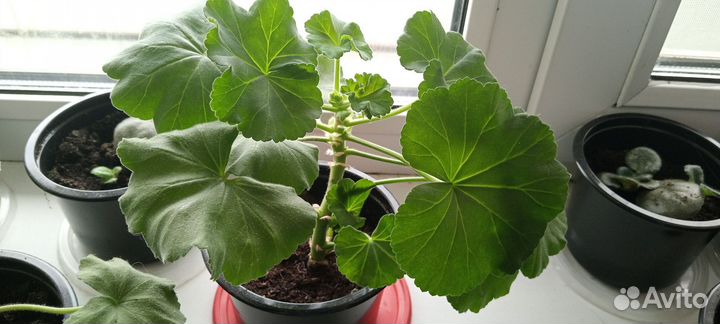 Комнатные растения цветы