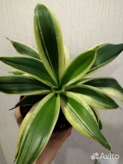 Сансевьерия крео