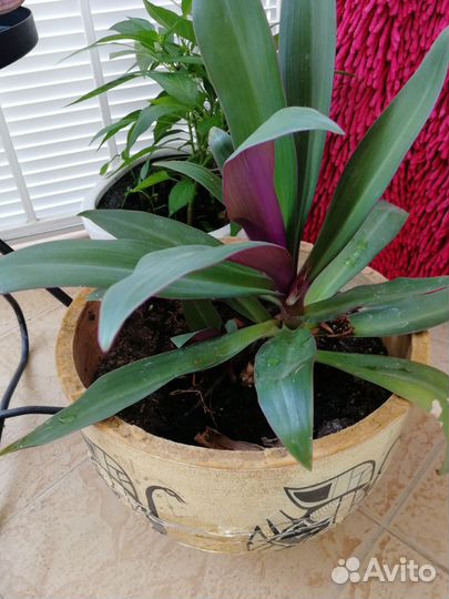 Комнатные цветы