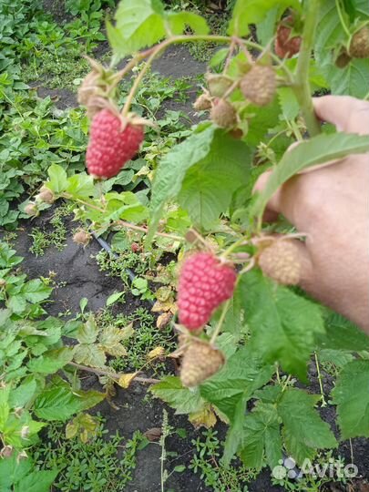 Саженцы малины