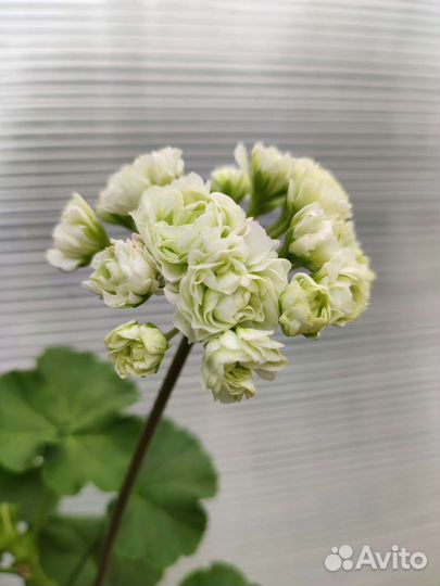 Герань пеларгония