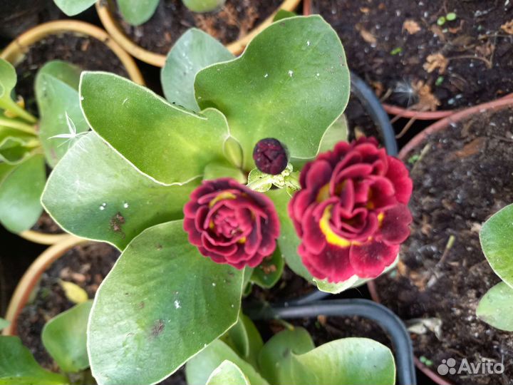 Примула ушковая махровая crymson glou