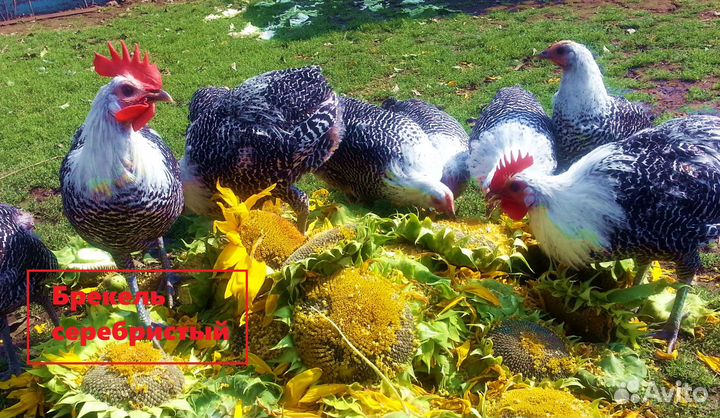 Лакенфельдер Форверк Брекель Барневельдер