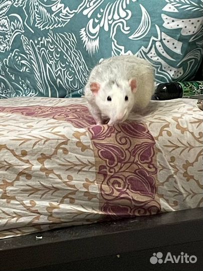 Крыса домашняя с клеткой в добрые руки