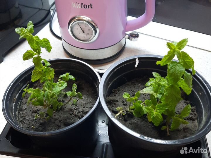 Мята земляничная