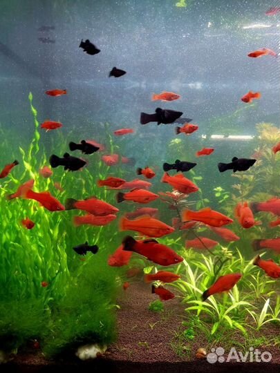 Аквариумные рыбки