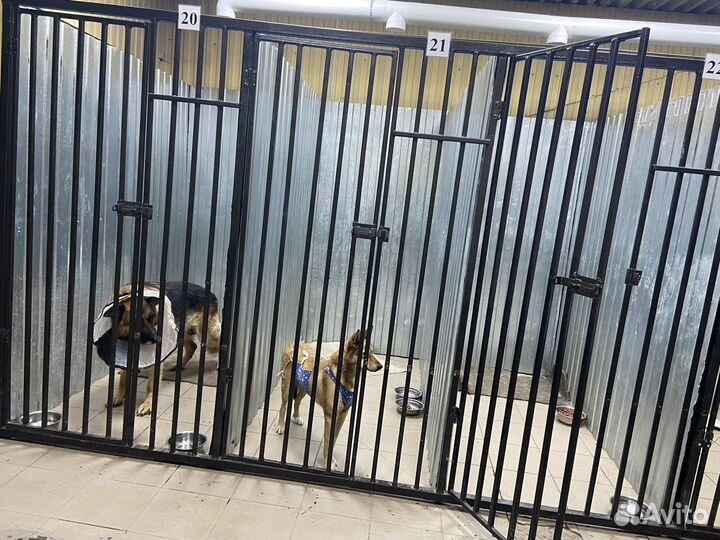 Передержка животных