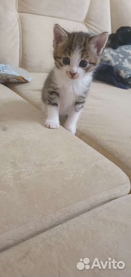 Кошки бесплатно
