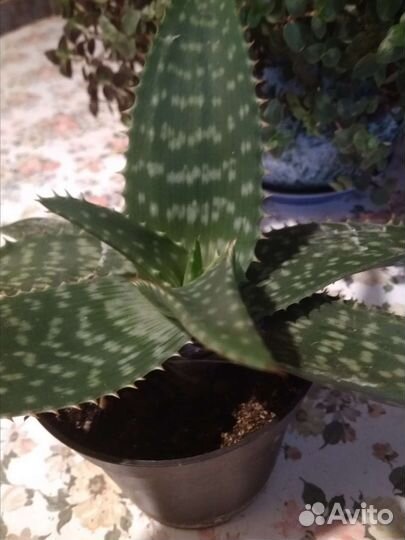 Алоэ вера крепкий,молодой