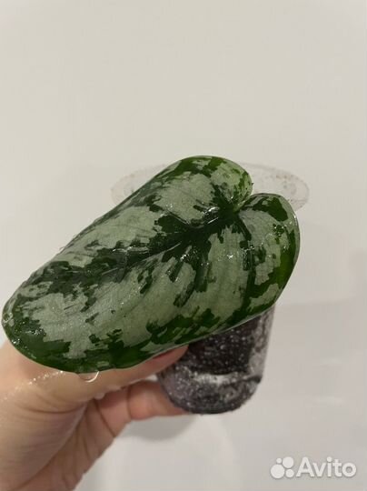 Сциндапсус