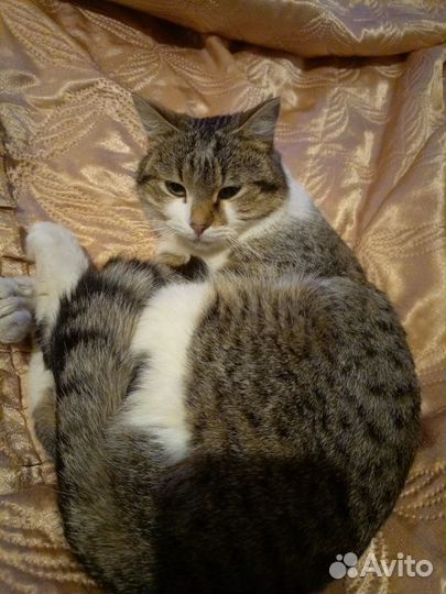 Котик в добрые руки