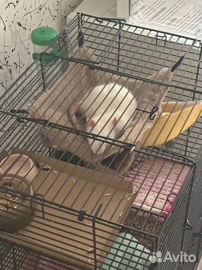 Передержка для грызунов