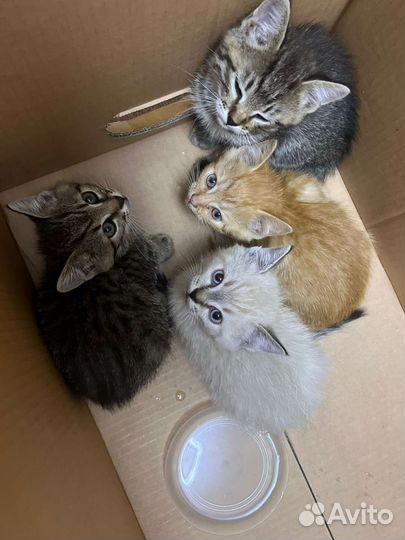 Котята в добрые руки бесплатно