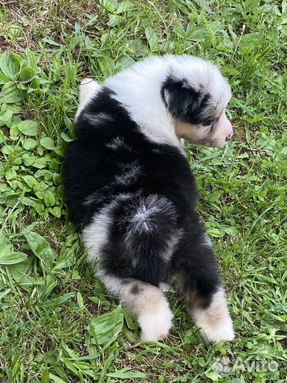 Австралийская овчарка, щенок