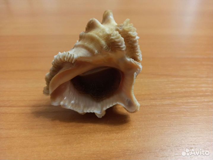 Морская раковина